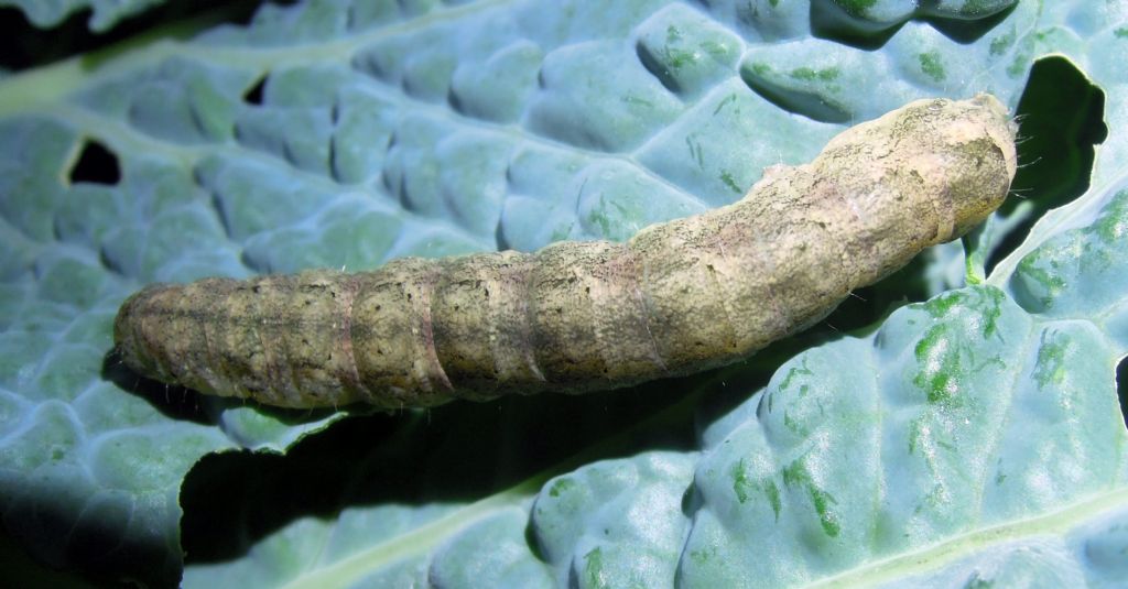 bruco su cavolo - Cfr. Mamestra brassicae, Noctuidae