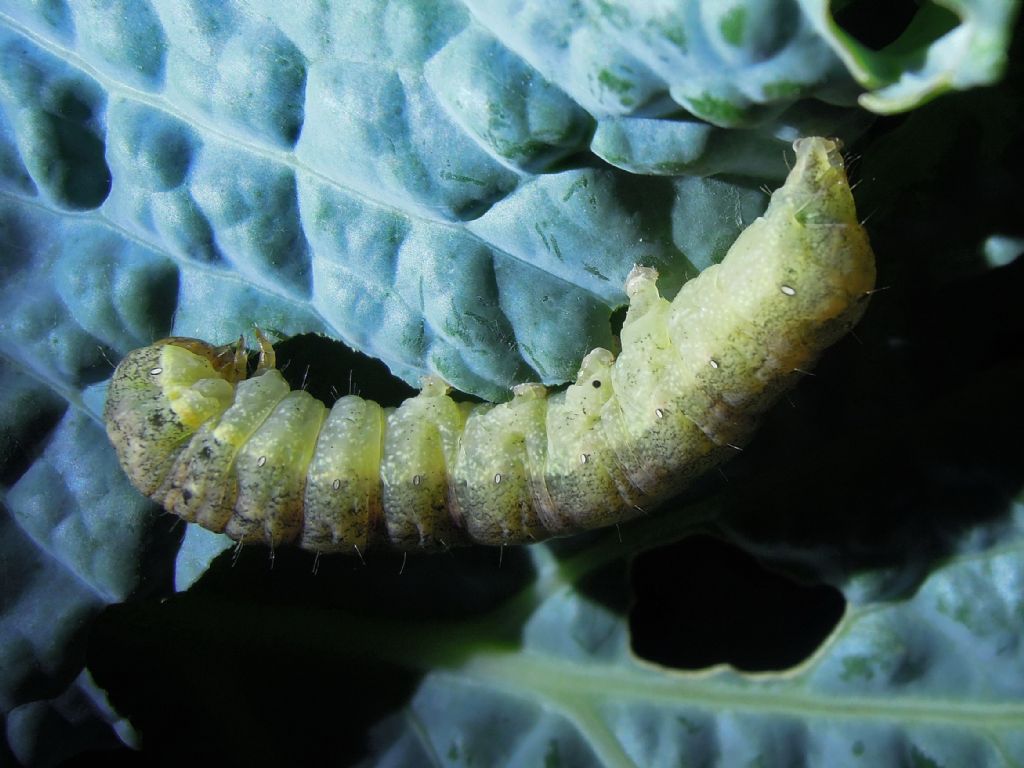 bruco su cavolo - Cfr. Mamestra brassicae, Noctuidae