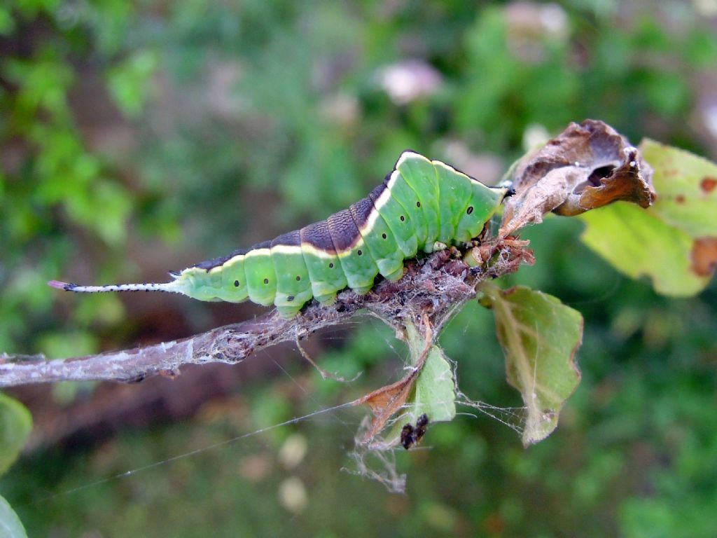 Cerura vinula