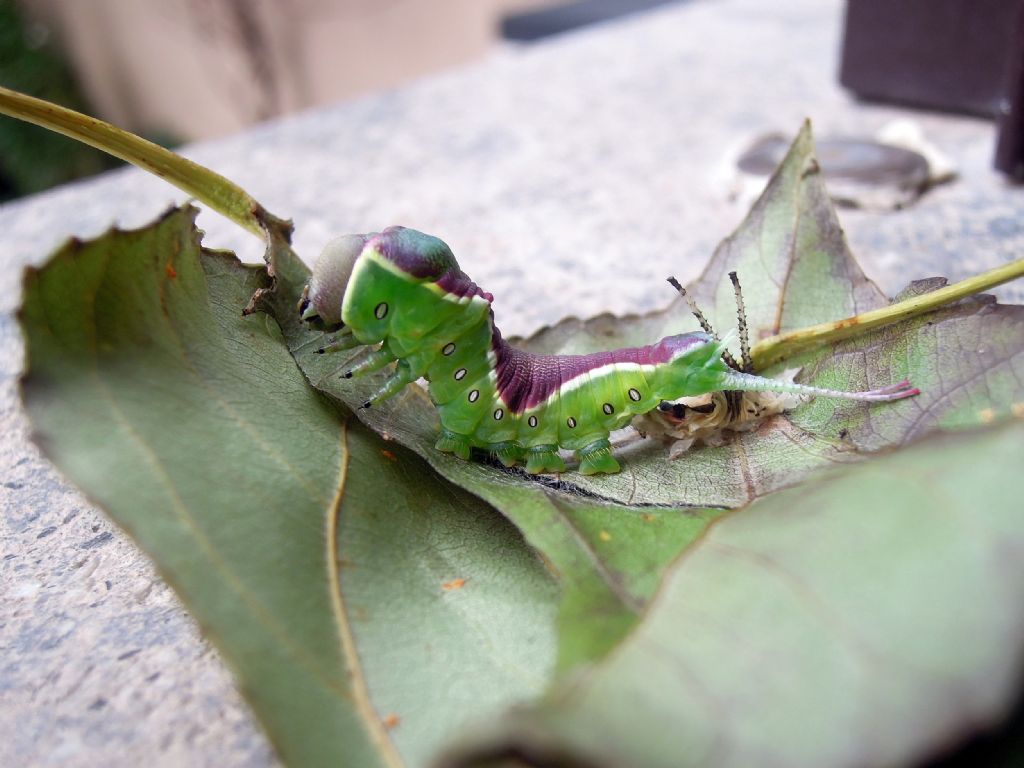 Cerura vinula