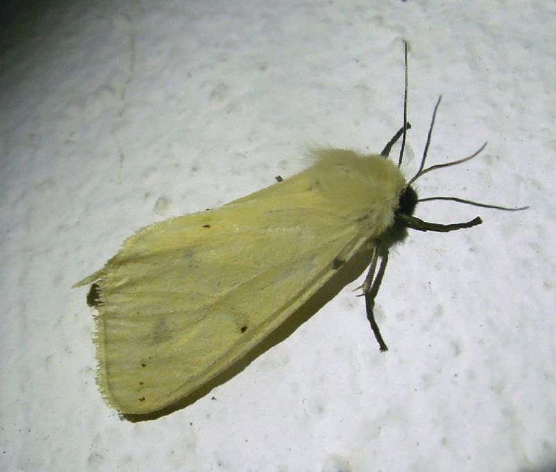 Spilosoma luteum ?  S