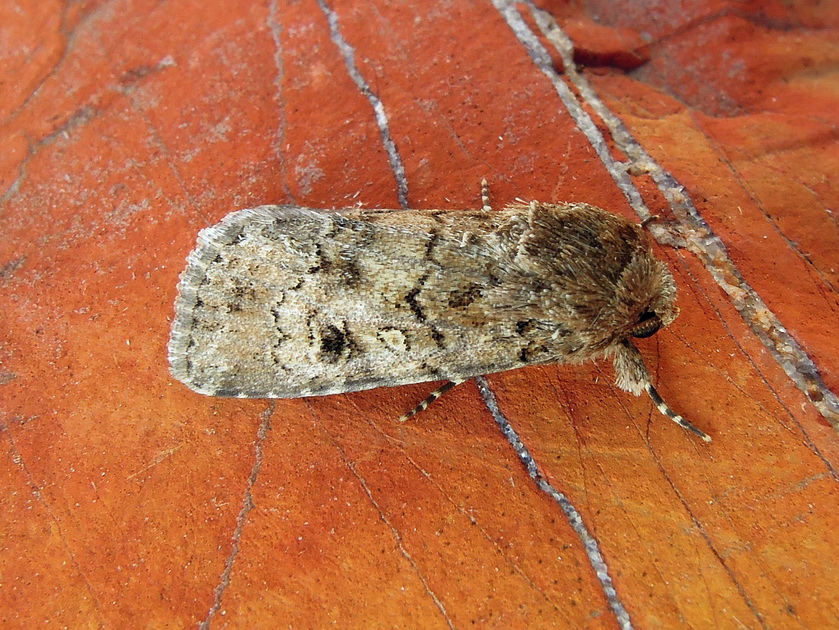 Spodoptera cilium (Noctuidae)