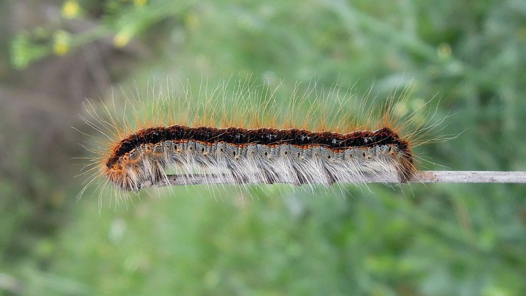 Lasiocampa trifolii e Malacosoma franconicum, Lasiocampidae