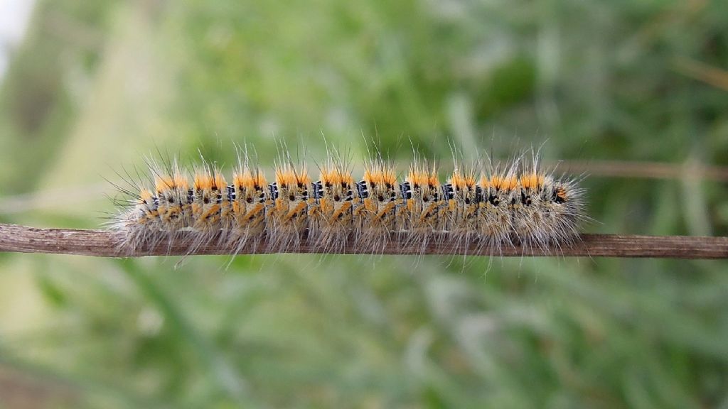 Lasiocampa trifolii e Malacosoma franconicum, Lasiocampidae