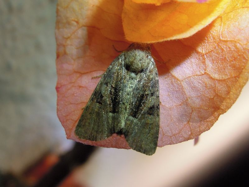 noctuidae da id