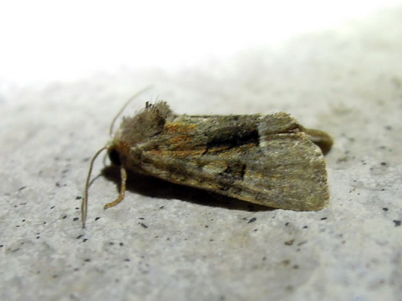 noctuidae da id