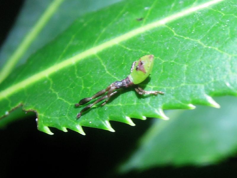 Coreidae: neanide di Gonocerus sp.