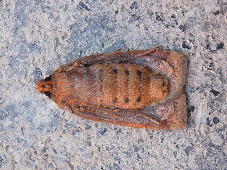 Conistra sp. Noctuidae