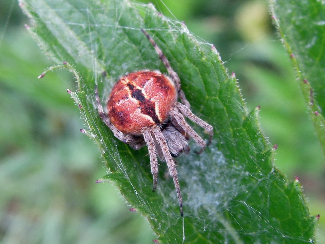 Agalenatea redii - Parco di Veio (RM)