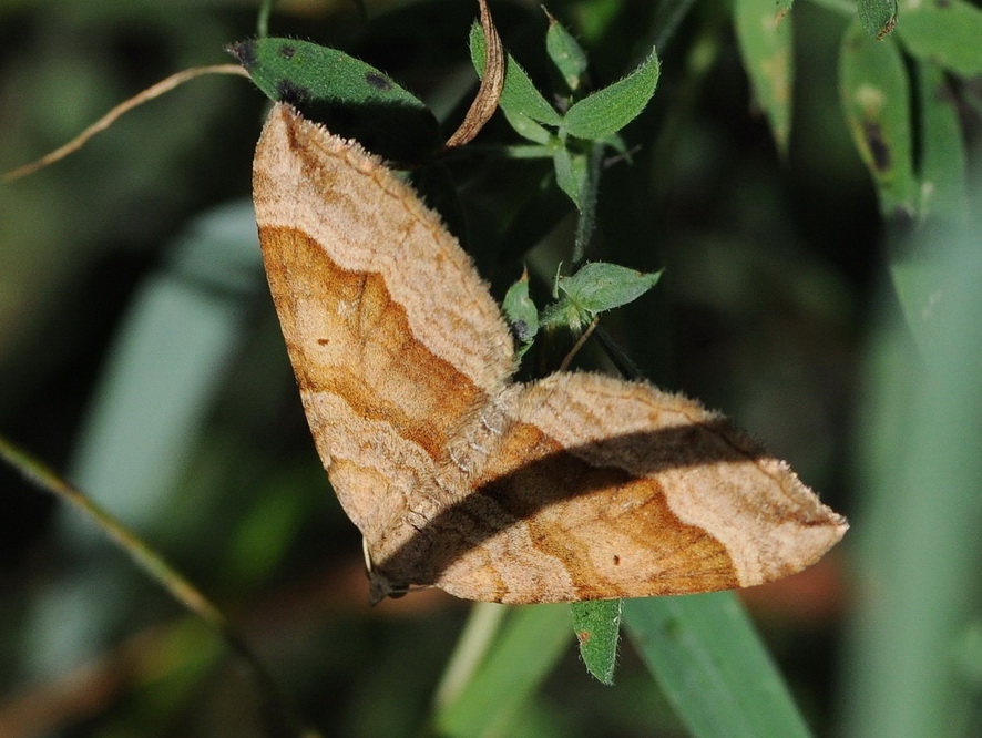 Geometridae da id - Scotopteryx chenopodiata