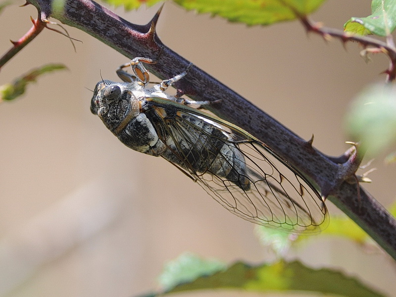 Cicadomorpha Cicadidae: Lyristes plebejus