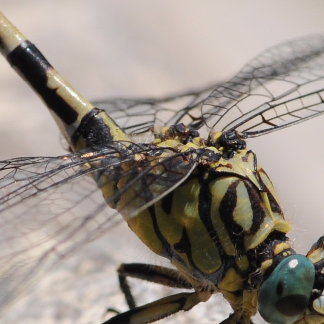 Onychogomphus uncatus ??  Quasi, Onychogomphus forcipatus unguiculatus