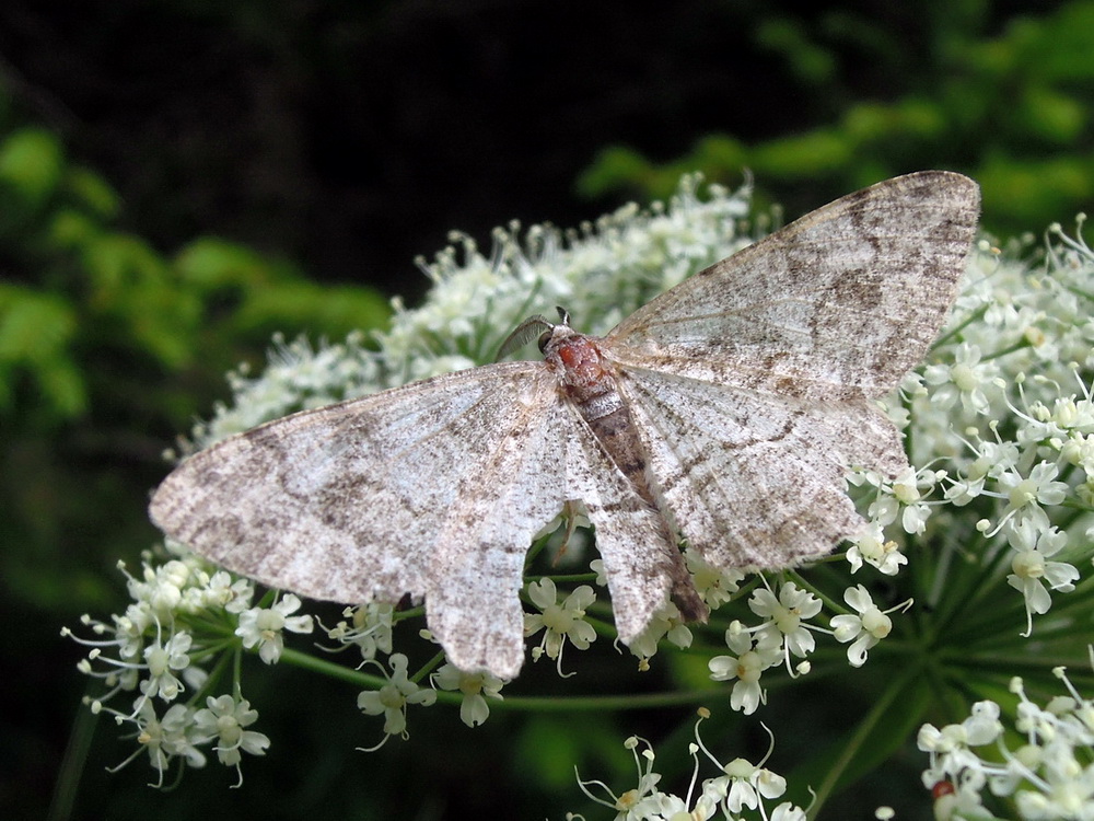 Geometridae da id - Alcis repandata