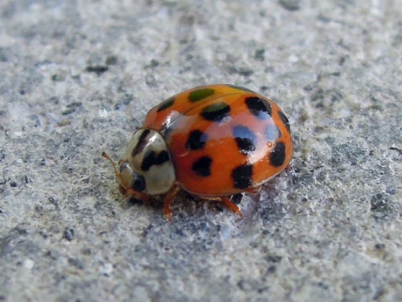 Coccinellidae: Harmonia axyridis ?? S.