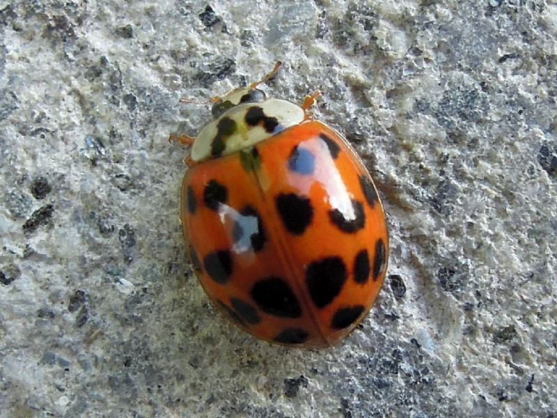 Coccinellidae: Harmonia axyridis ?? S.