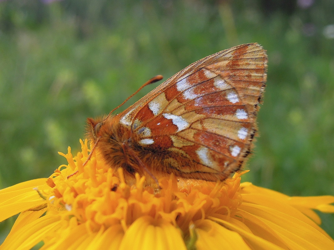 Boloria napaea o pales  ?   Entrambe....