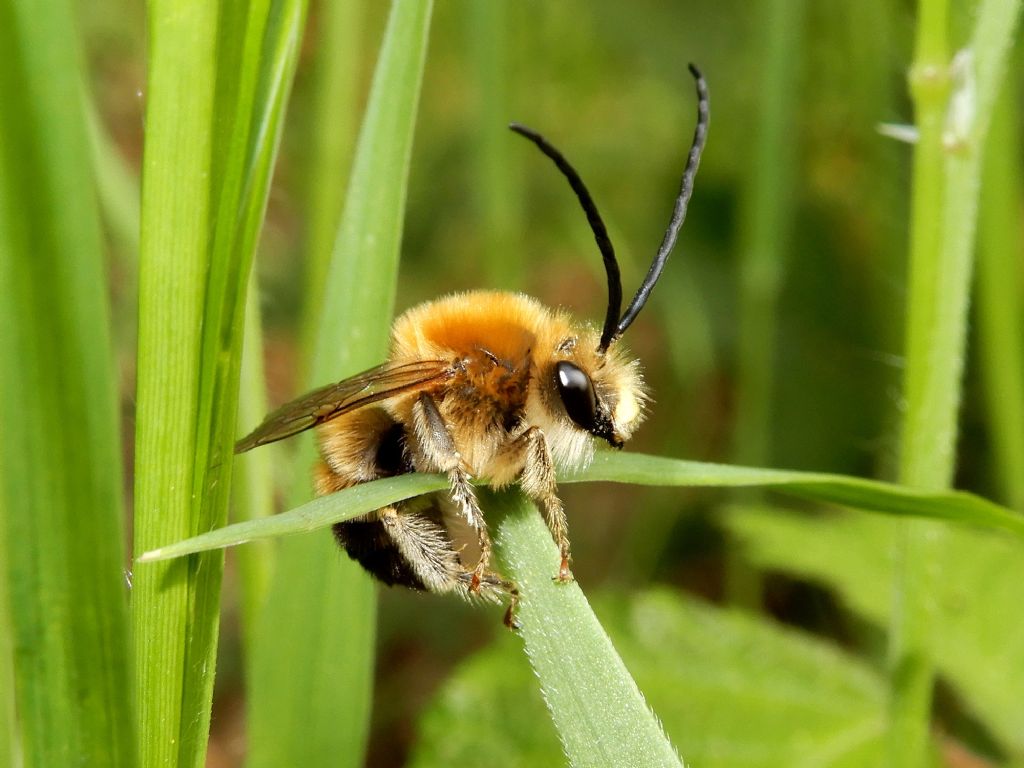 Eucera sp.