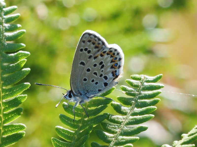 Plebejus bellieri villai