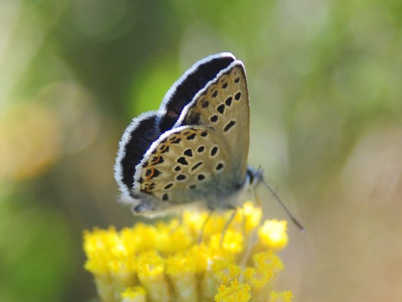 Plebejus bellieri villai