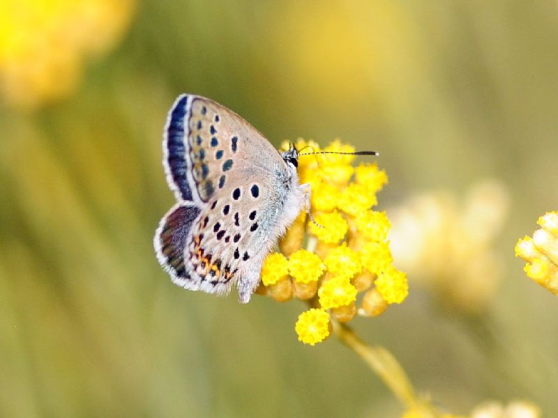 Plebejus bellieri villai