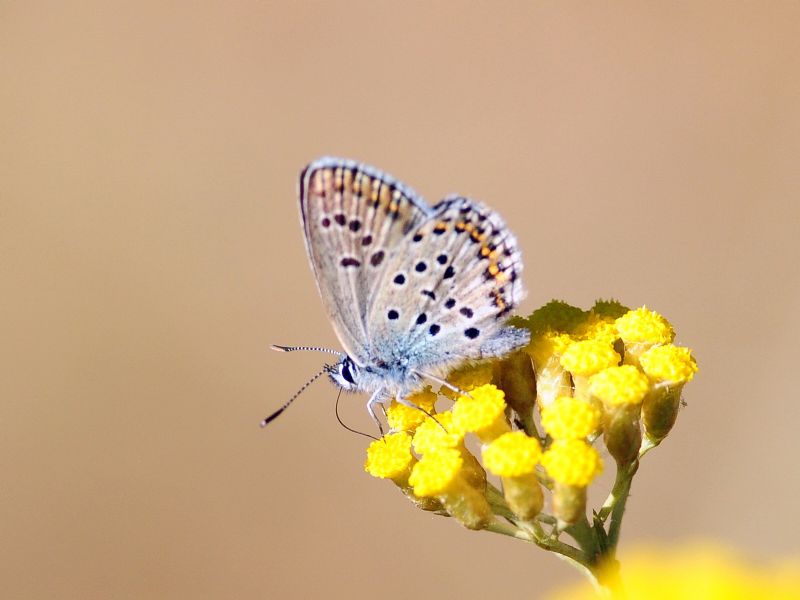 Plebejus bellieri villai