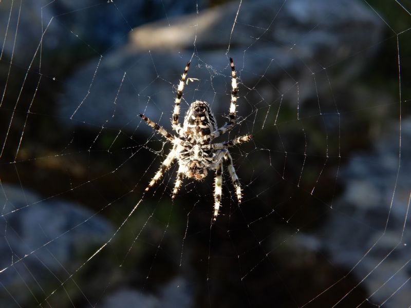 Araneus circe - isola d''Elba (LI)