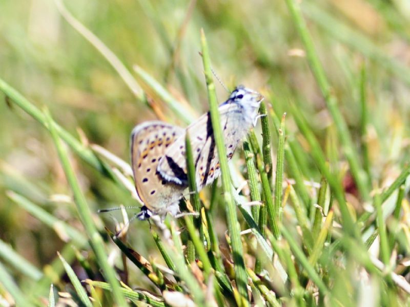 Plebejus bellieri villai