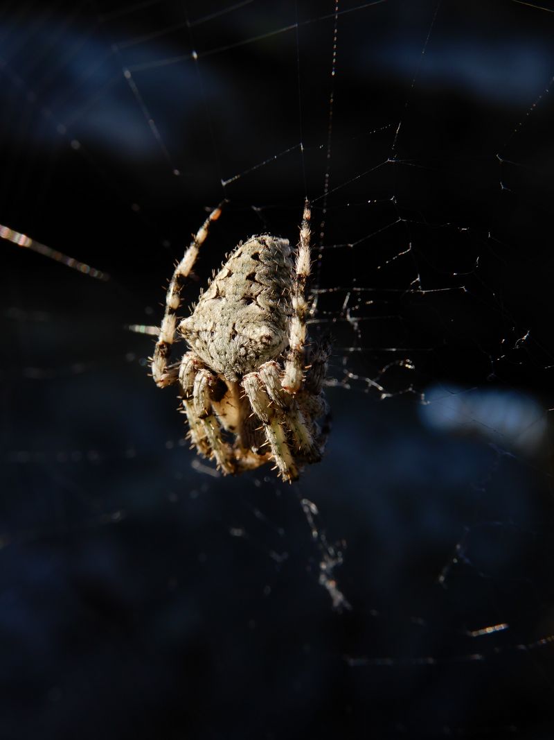 Araneus circe - isola d''Elba (LI)