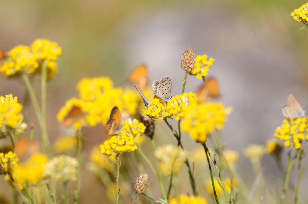 Plebejus bellieri villai