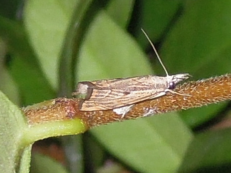 Agriphila inquinatella? S