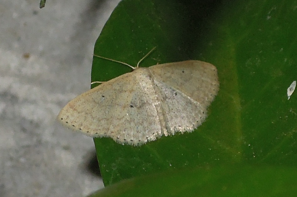 Idaea sp. (Geometridae)