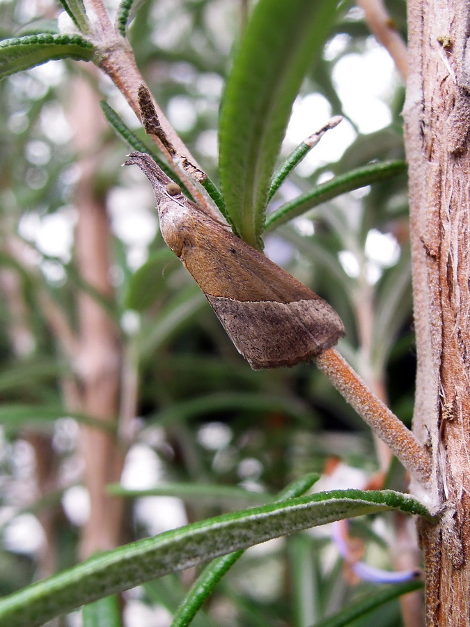 da identificare - Hypena lividalis