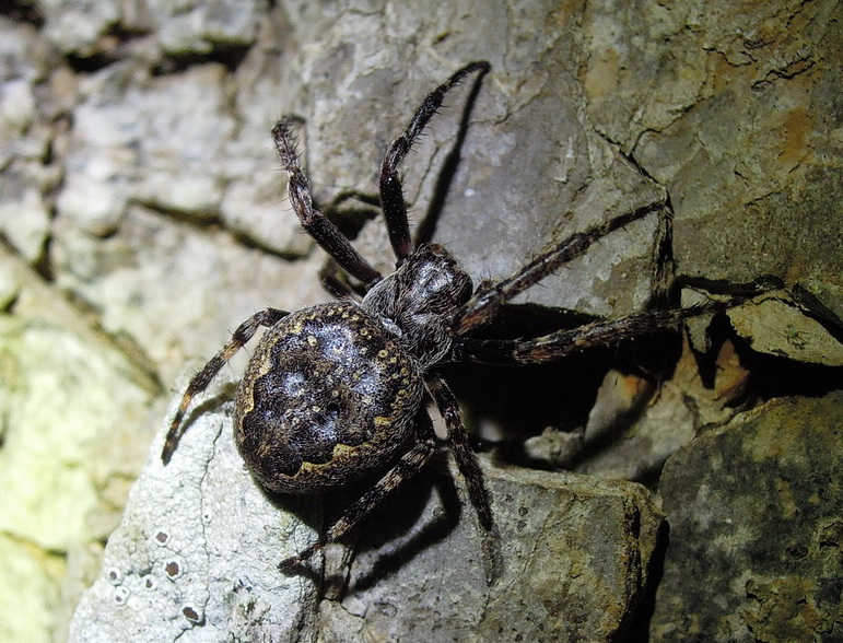 Nuctenea cfr. Umbratica - Monti della Tolfa (RM/VT)