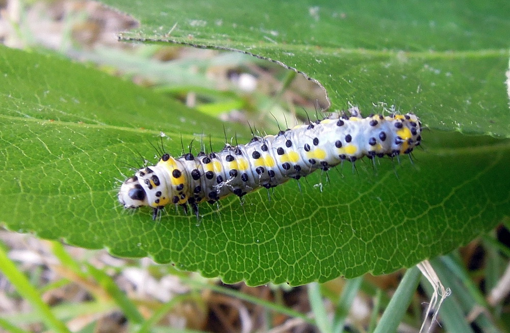 Diloba caeruleocephala, Noctuidae