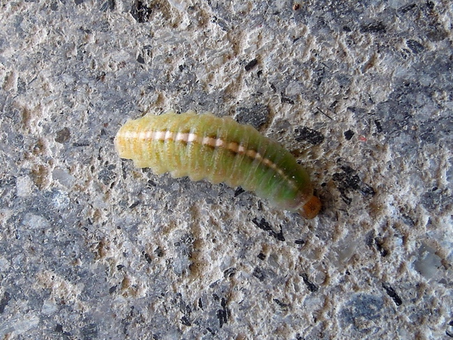 Larva da identificare 1