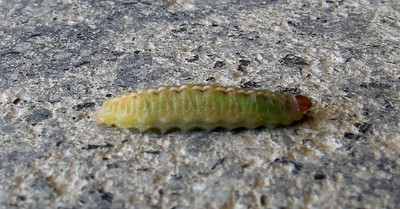 Larva da identificare 1