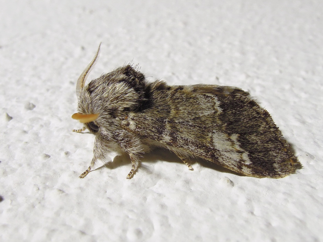 falenona id ? - Drymonia ruficornis