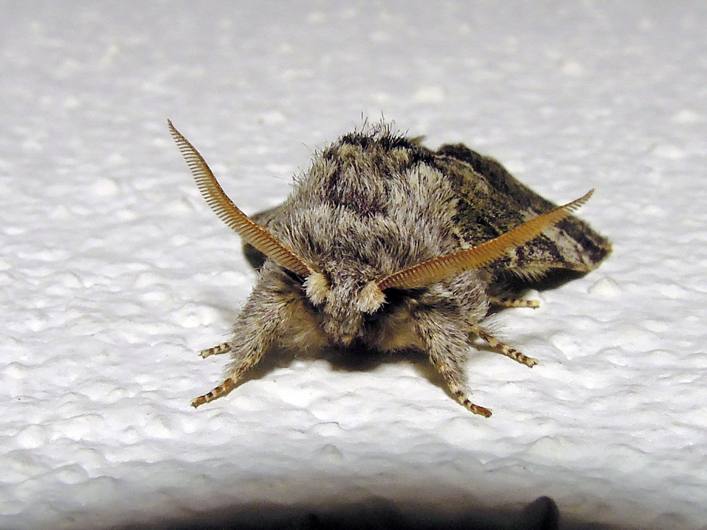 falenona id ? - Drymonia ruficornis