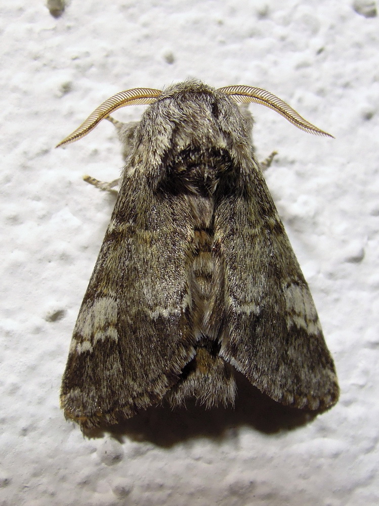 falenona id ? - Drymonia ruficornis