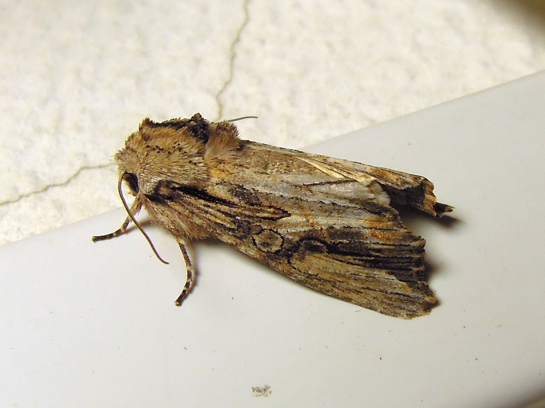 Cfr. Agrotis puta ed Egira conspicillaris