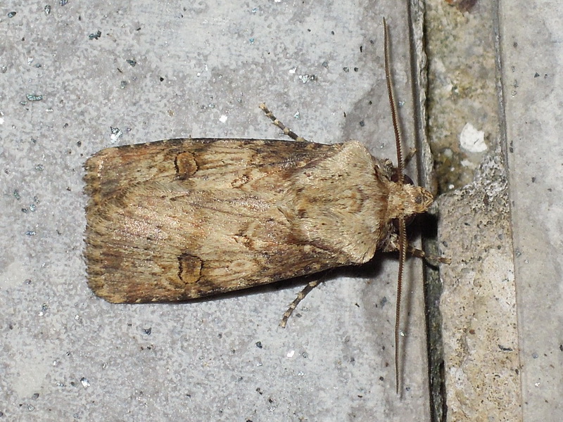 Cfr. Agrotis puta ed Egira conspicillaris