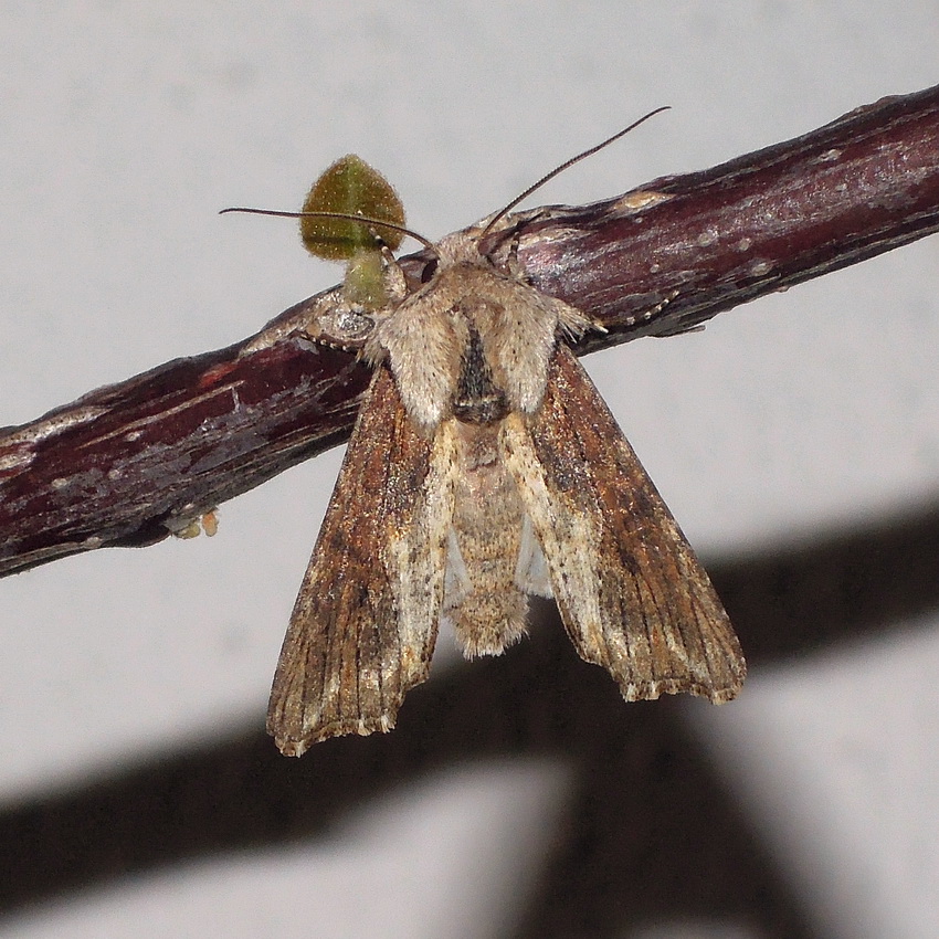 Cfr. Agrotis puta ed Egira conspicillaris