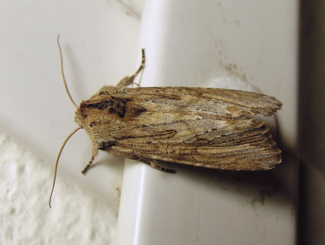 Cfr. Agrotis puta ed Egira conspicillaris