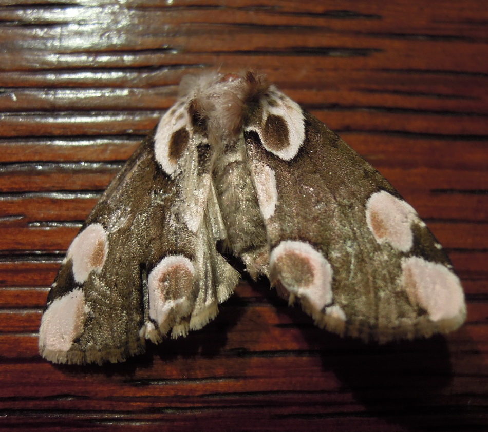 due Drepanidae - Habrosyne pyritoides e Thyatira batis