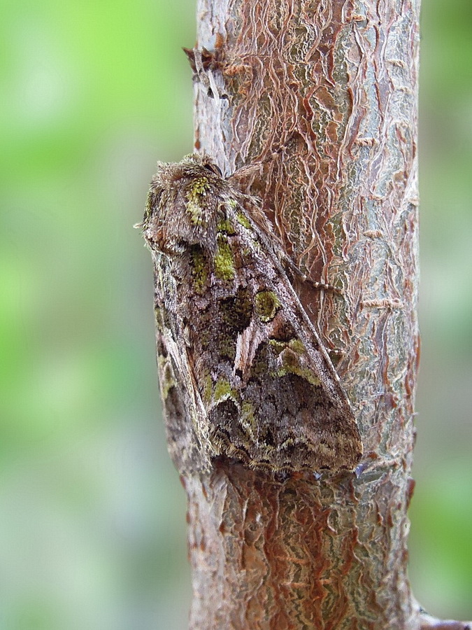 Trachea atriplicis