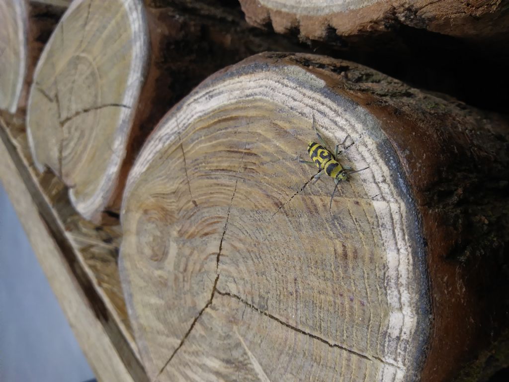 Chlorophorus varius, Cerambycidae