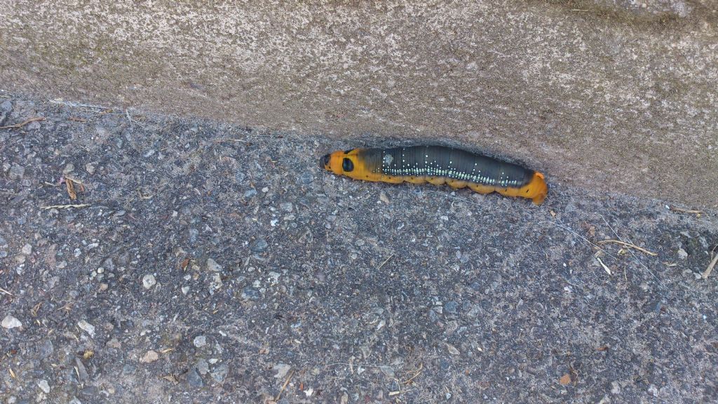 Identificazione bruco - Daphnis nerii, Sphingidae