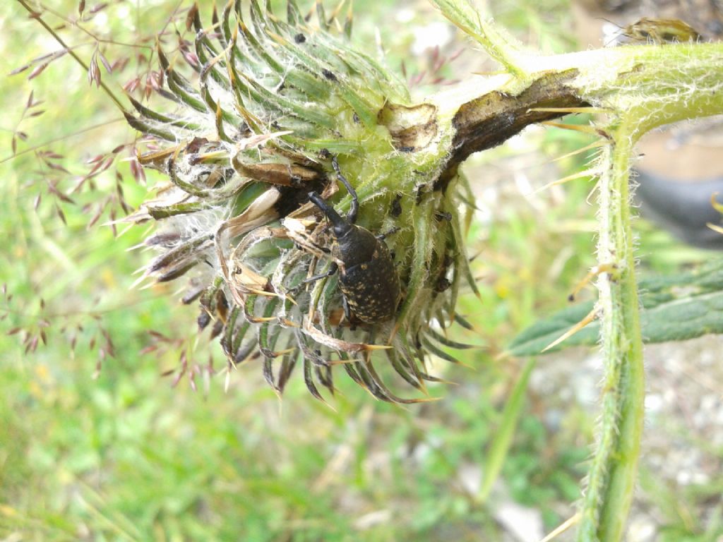 Larinus sp.