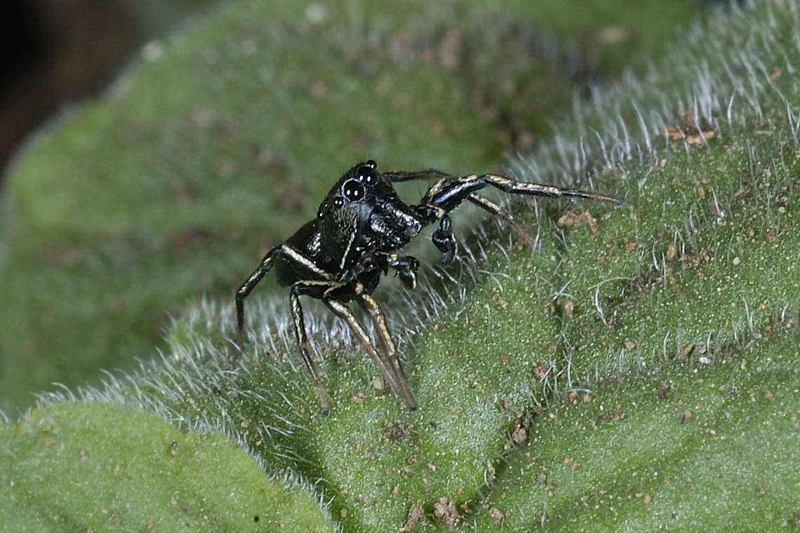 Heliophanus sp. - Civita Castellana (VT)