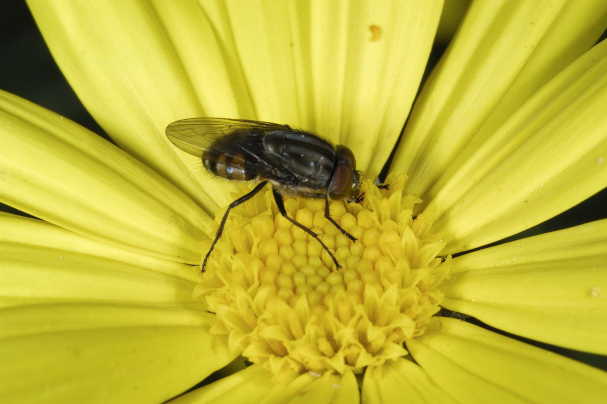 Stomorhina lunata (Calliphoridae)